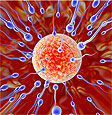 Мужской иммунитет ослабляется при интенсивной выработке сперматозоидов
