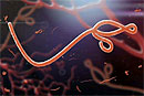 Продолжительность жизни вируса Эбола в сперме человека составляет 82 дня 