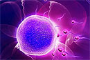 Как яйцеклетка защищается от лишних сперматозоидов