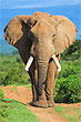 Пенис слона такой большой, что может использоваться в качестве пятой ноги 