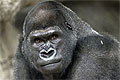 Самец гориллы решил отдохнуть после спаривания с четырьмя самками за день