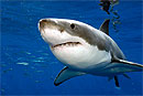 Самцам и самкам белых акул трудно встретиться