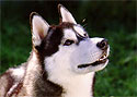 Тесты вновь доказали, что собачий нос точнее анализов по выявлению рака