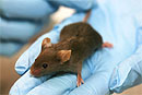 ДНК мыши поможет найти лекарство от ВИЧ
